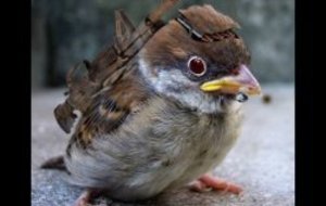 Tir à l'oiseau : du changement dans la tradition